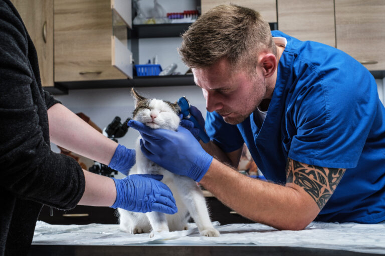 Ветеринарная Клиника VetCityPets: Your Trusted Partner in Pet Care